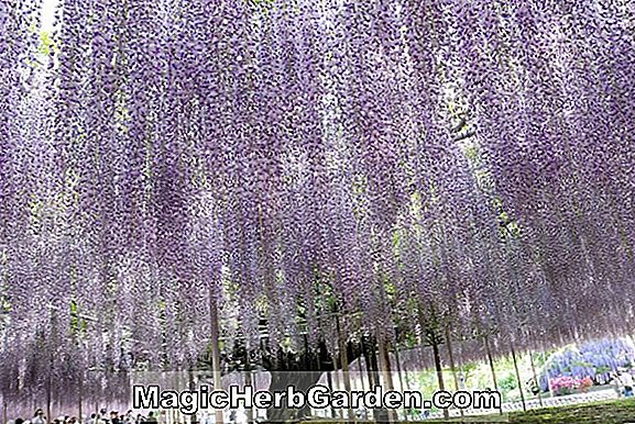 Wisteria floribunda (glycine de Kyushaku) - #2