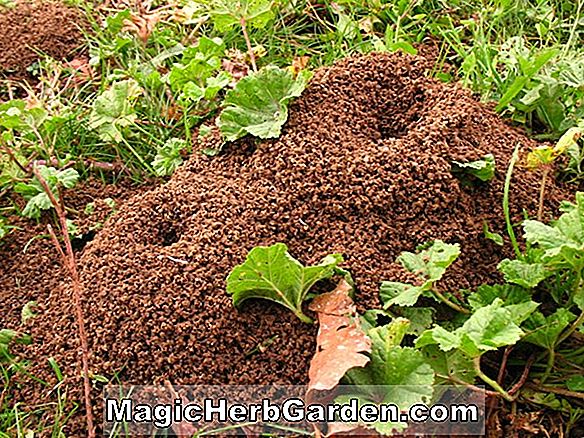 Fourmis dans le jardin