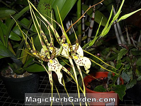BRASSIA Spider Orchid, növekvő és gondoskodó