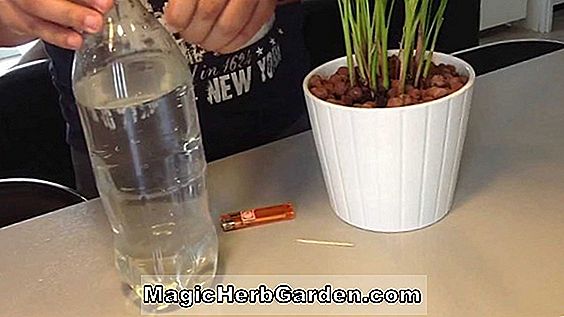 Cultiver un centre de table d'herbe de blé
