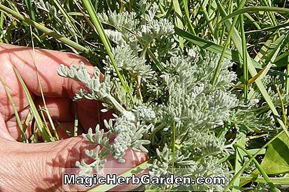 Comment cultiver Artemisia (ar-tem-ees-e-a)