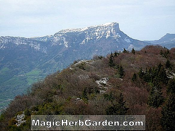 Le sentier des primevères