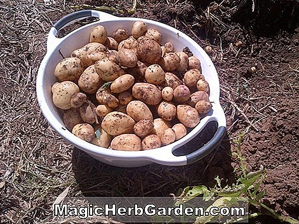 Porky Pumpkins Tipp Scales at 1000-Plus Pounds