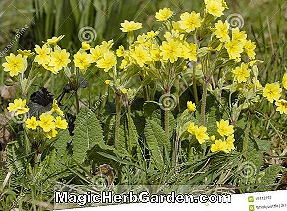 Primula - Primrose, angol Cowslip, Oxlip, Polyantha, Évente Guide to Planting Flowers