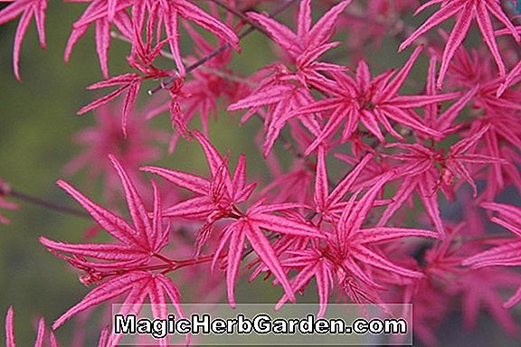 Acer palmatum (Corallinum japán juhar)