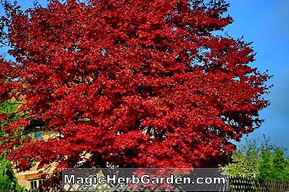 Tumbuhan: Acer rubrum (V.J. Drake Red Maple)