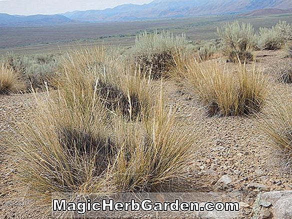 Achnatherum speciosum (Desert Needle Grass)