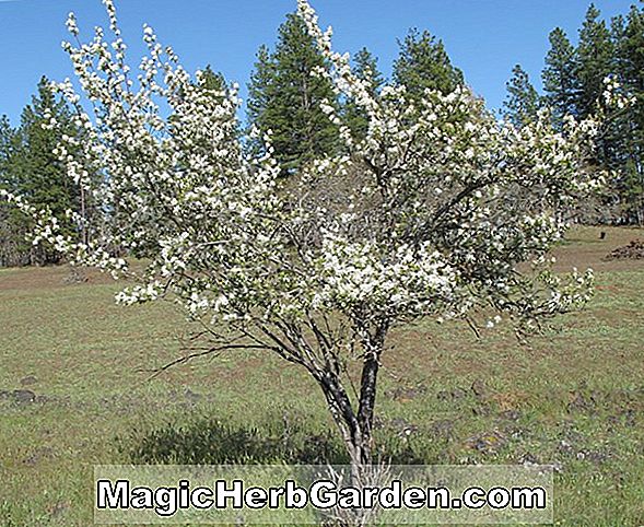 Növények: Amelanchier grandiflora (Rubescens Apple Serviceberry)