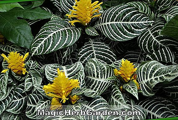 Aphelandra squarrosa (Louisae Zebra növény)