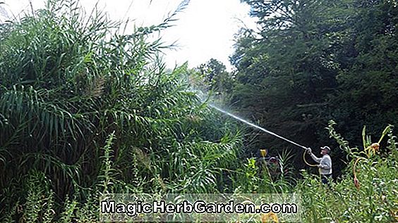 Növények: Arundo donax (Giant Reed)
