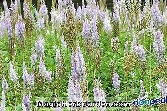 Astilbe chinensis var. davidii (hamis spiraea)