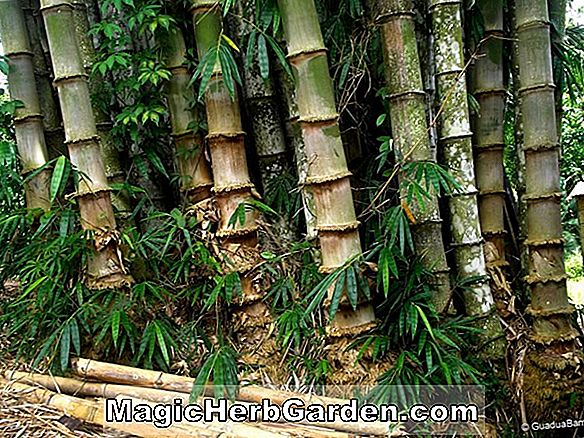 Bambusa polymorpha (bambusz)