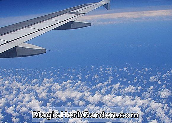 Begonia Dove in Flight (Dove a repülés Begonia) - #2