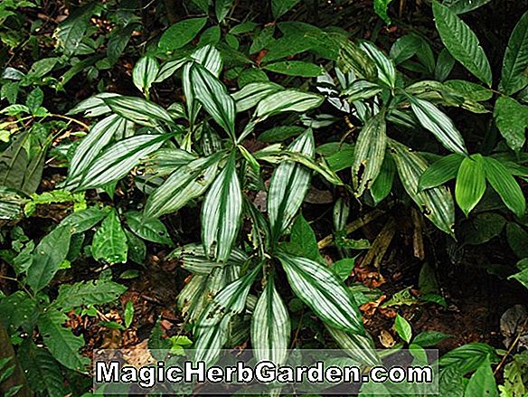 Növények: Begonia Electra (Electra Begonia) - #2