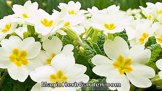 Növények: Begonia Honey (Honey Begonia)