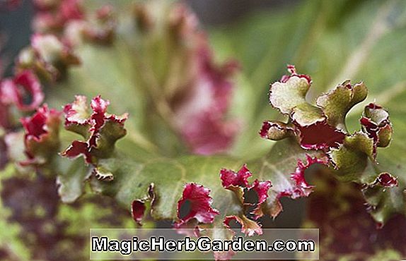 Növények: Begonia Liz Herndon (Liz Herndon Begonia)