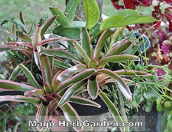 Begonia Medora (Medora Begonia) - #2