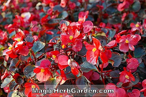Növények: Begonia semperflorens (Cherry Blossom Begonia) - #2