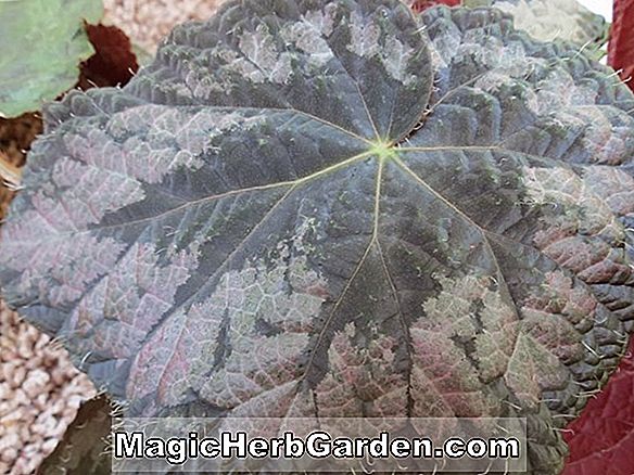 Begonia Solid Silver (Solid Silver Begonia)