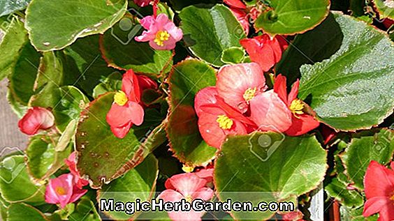 Begonia Sonya (Sonya Begonia)