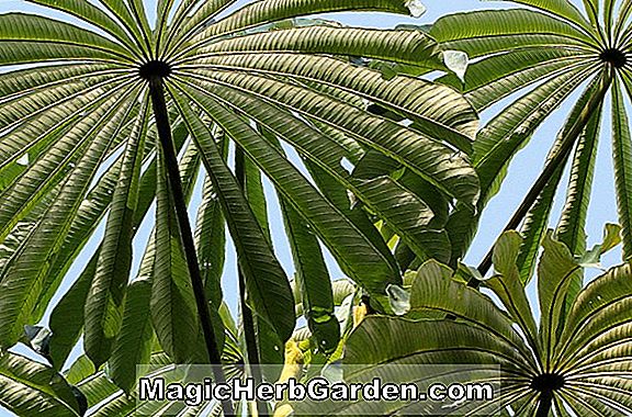 Növények: Begonia Umbrella (Umbrella Begonia) - #2