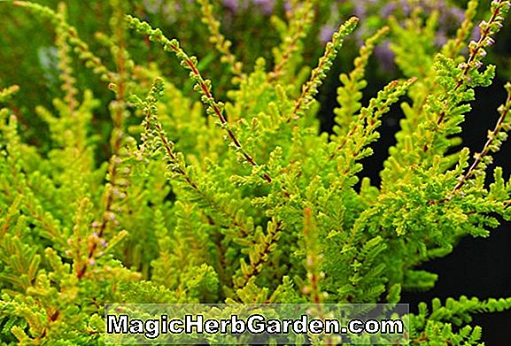 Növények: Calluna vulgaris (fehér gyepű heather)