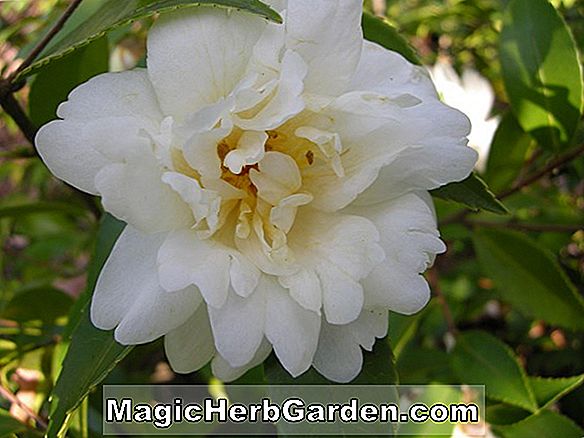 Camellia (Snow Flurry Camellia) - #2