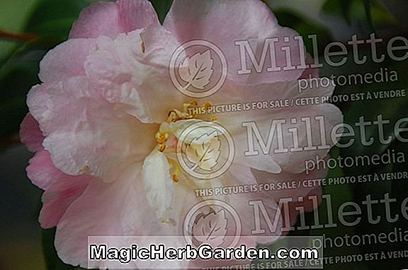 Camellia (Winter's Interlude Camellia) - #2