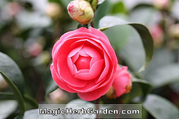 Camellia japonica (Lady Vansittart Red Camellia) - #2