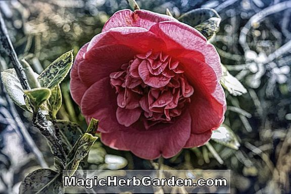 Camellia japonica (Charles S. Sargent Camellia professzor) - #2