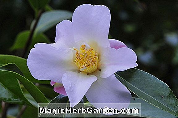 Camellia saluensis (saluensis) - #2