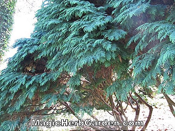 Chamaecyparis lawsoniana (Rijnhof False Cypress)