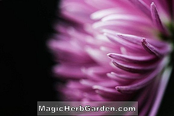 Krizantém (Snow Crystal Chrysanthemum)