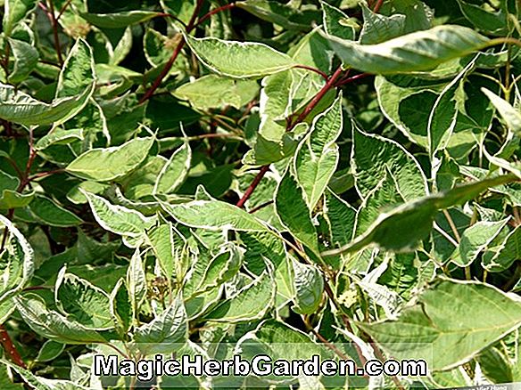 Cornus alba (Argenteomarginata Dogwood)
