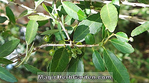 Cornus florida (Pendula Flowering Dogwood)