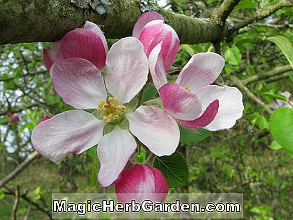 Cornus florida (az Apple Blossom virágzó kutyája)