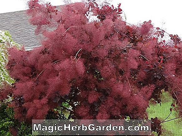 Növények: Cotinus coggygria (Red Beauty Smoketree)