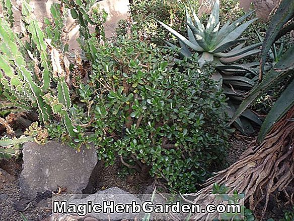 Crassula argentea (Miniatűr Jade növény)