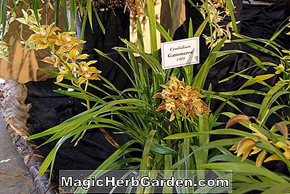 Cymbidium alexanderi x tigrinum (Tiger Tail Cymbidum Orchid)