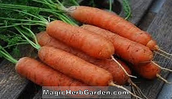 Daucus carota (lila sárgarépa)