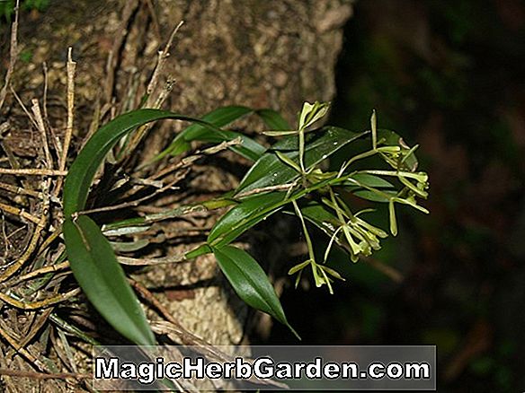Növények: Epidendrum conopseum (Epidendrum Orchid)