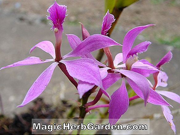 Epidendrum ibaguense (Epidendrum Orchid)