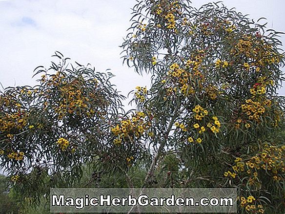 Növények: Eucalyptus erythrocorys (Red-cap Gum)