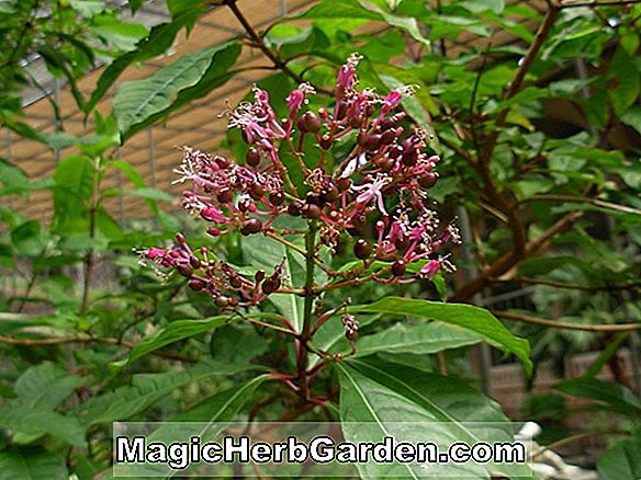 Fuchsia arborescens (Lila fukszia)