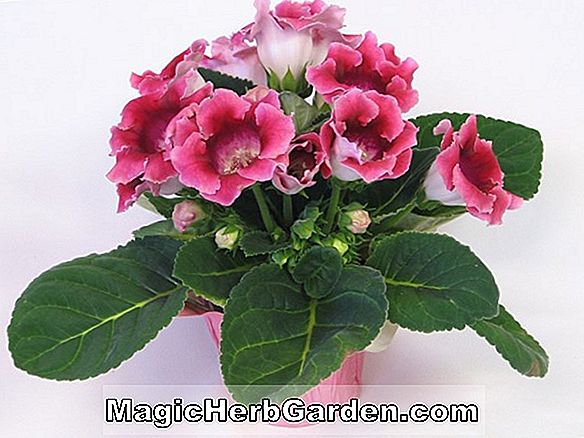 Gloxinia maculata insignis (Gloxinia)