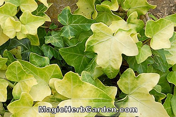 Növények: Hedera helix (California English Ivy)