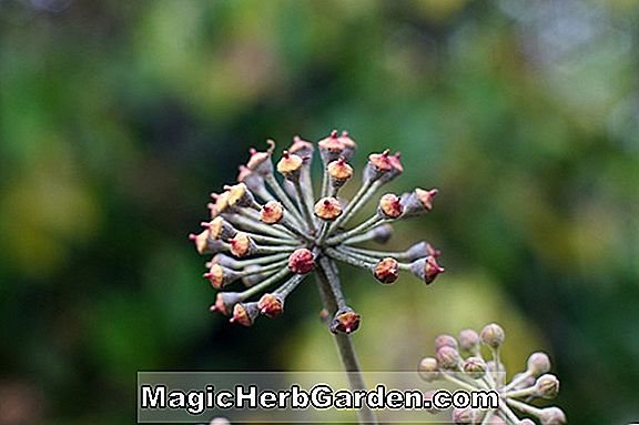 Hedera hélix (Mrs. Pollock English Ivy)