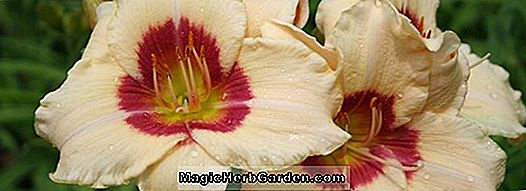 Növények: Hemerocallis hybrida (Siloam Royal Prince Daylily)