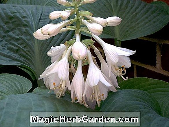 Hosta (Sea Mist Plantain Lily)