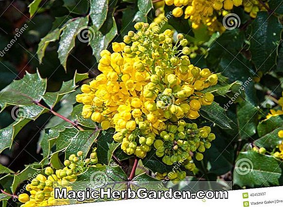 Ilex aquifolium (Yellow Beam English Holly) - #2
